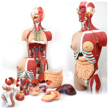 TORSO05 (12016) Medical Science 85cm 29 Parts Human Full Size Torso Model with Half Body Muscles & Organs